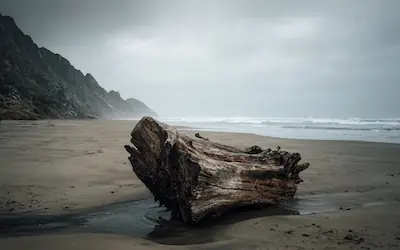 Weathered driftwood washed up on the shore